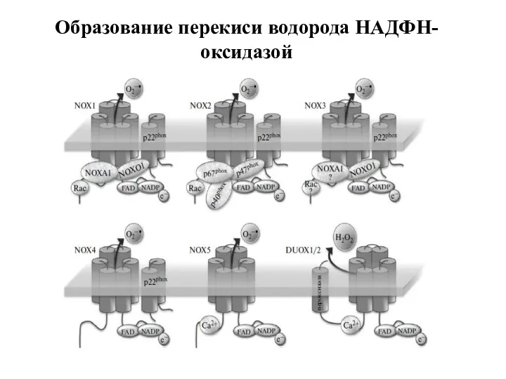 Образование перекиси водорода НАДФН-оксидазой