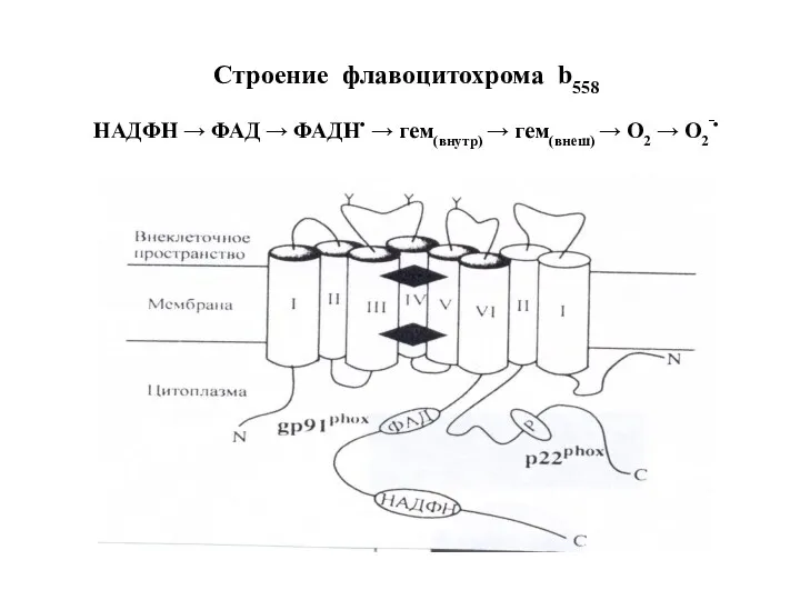 Строение флавоцитохрома b558 НАДФН → ФАД → ФАДН• → гем(внутр) → гем(внеш) → О2 → О2‾•