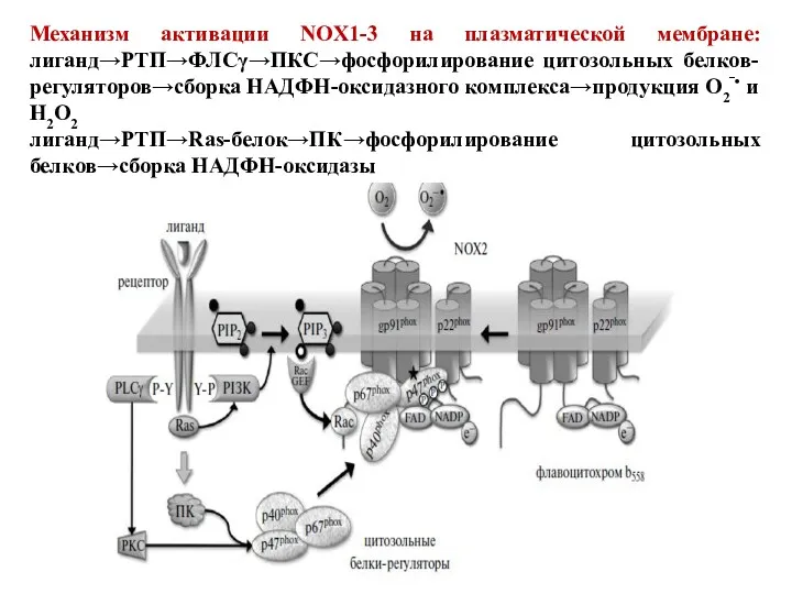 Механизм активации NOX1-3 на плазматической мембране: лиганд→РТП→ФЛСγ→ПКС→фосфорилирование цитозольных белков-регуляторов→сборка НАДФН-оксидазного