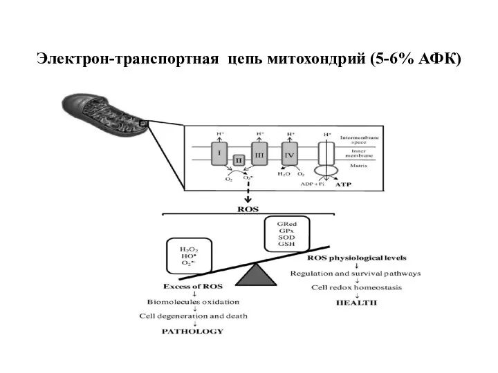 Электрон-транспортная цепь митохондрий (5-6% АФК)