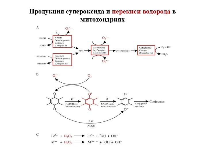 Продукция супероксида и перекиси водорода в митохондриях