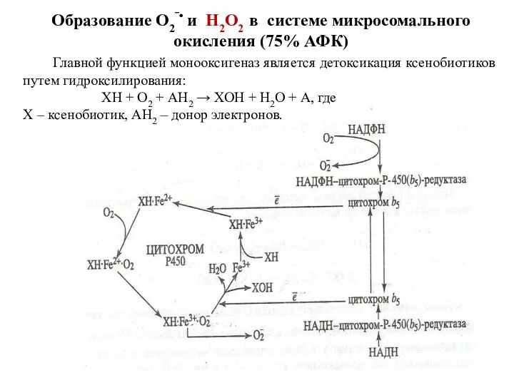 Образование О2‾• и Н2О2 в системе микросомального окисления (75% АФК)