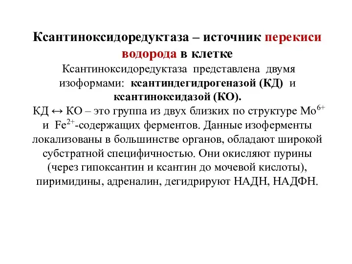 Ксантиноксидоредуктаза – источник перекиси водорода в клетке Ксантиноксидоредуктаза представлена двумя