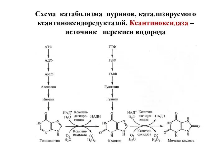 Схема катаболизма пуринов, катализируемого ксантиноксидоредуктазой. Ксантиноксидаза – источник перекиси водорода