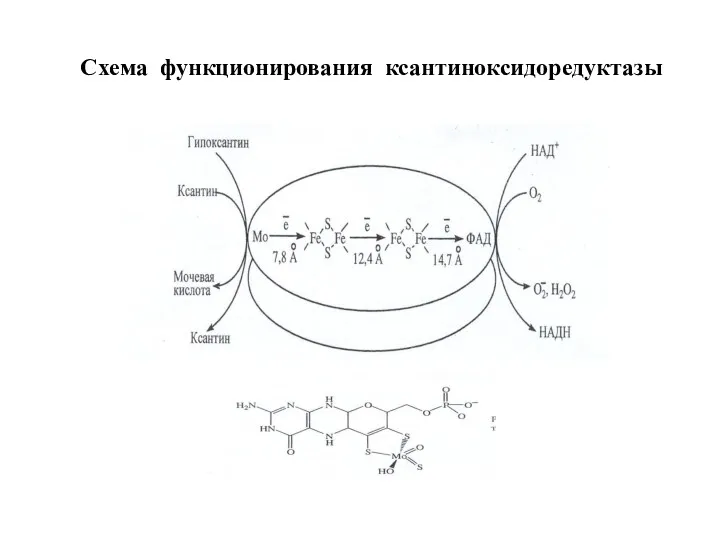 Схема функционирования ксантиноксидоредуктазы