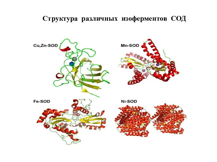 Структура различных изоферментов СОД