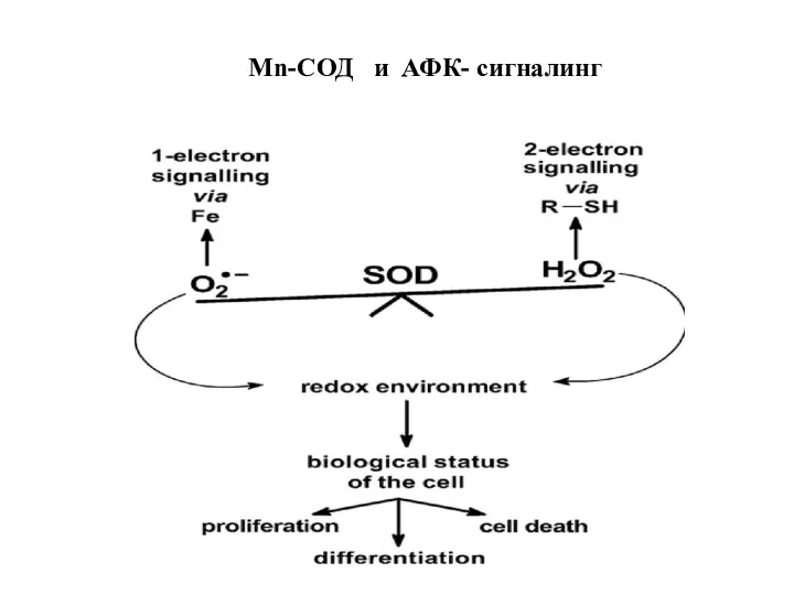 Mn-СОД и АФК- сигналинг