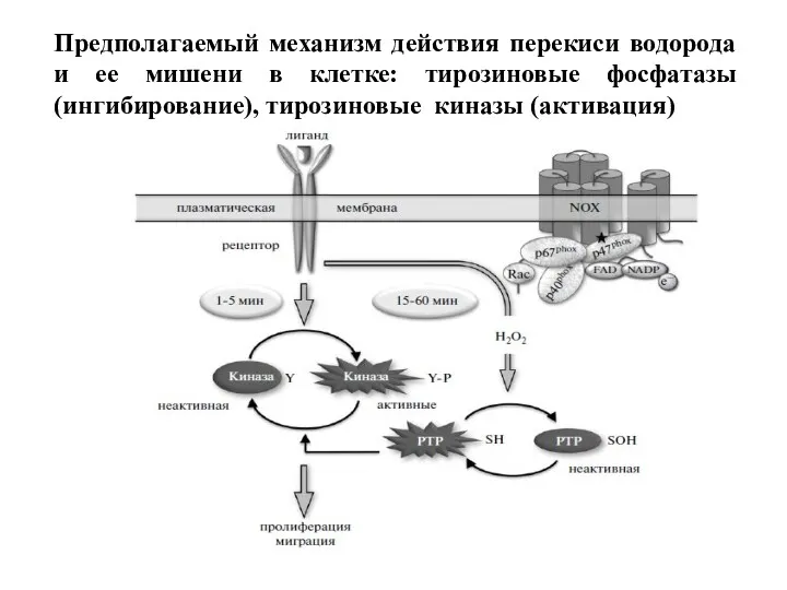 Предполагаемый механизм действия перекиси водорода и ее мишени в клетке: тирозиновые фосфатазы (ингибирование), тирозиновые киназы (активация)