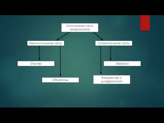 Оптическая часть микроскопа Окуляр Объективы Увеличительная часть Зеркало Конденсор с диафрагмой Осветительная часть
