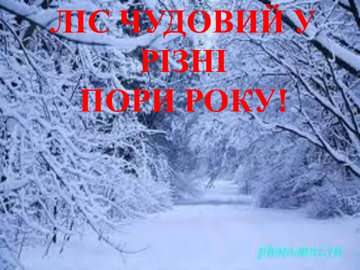 ЛІС ЧУДОВИЙ У РІЗНІ ПОРИ РОКУ!