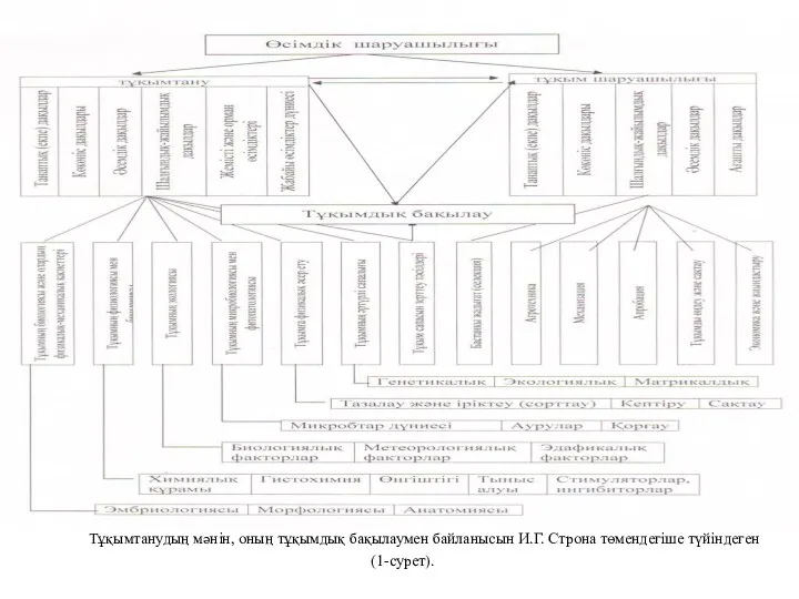 Тұқымтанудың мәнін, оның тұқымдық бақылаумен байланысын И.Г. Строна төмендегіше түйіндеген (1-сурет).