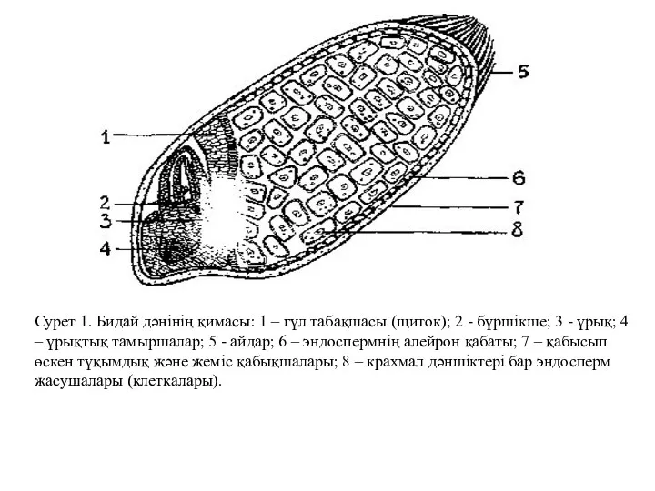 Сурет 1. Бидай дәнінің қимасы: 1 – гүл табақшасы (щиток);