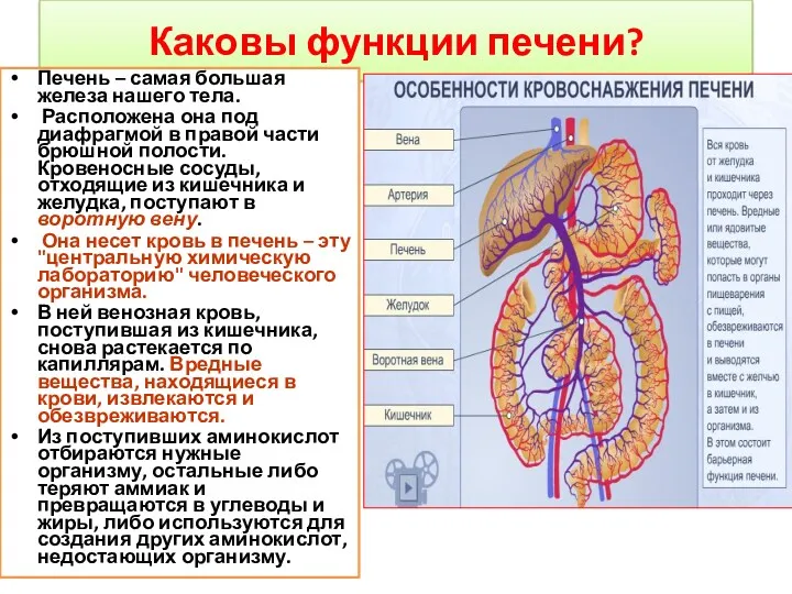 Каковы функции печени? Печень – самая большая железа нашего тела.