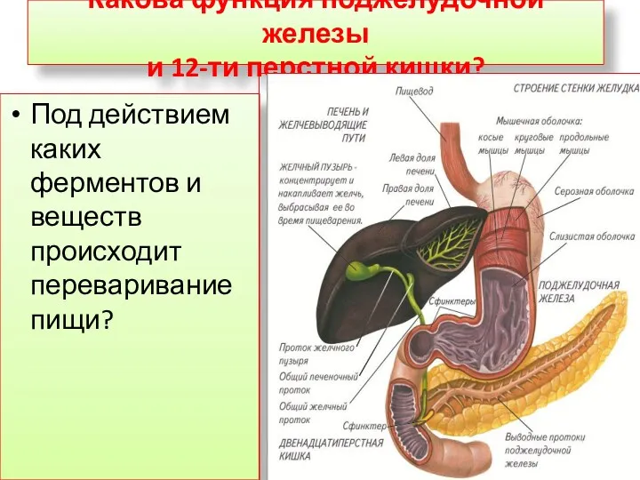 Какова функция поджелудочной железы и 12-ти перстной кишки? Под действием