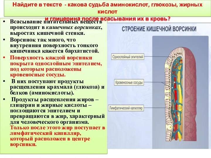 Всасывание питательных веществ происходит в кишечных ворсинках, выростах кишечной стенки.