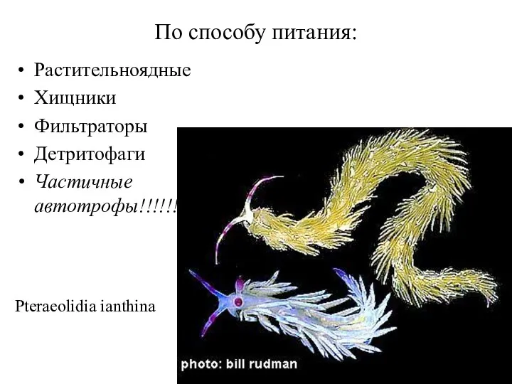 По способу питания: Растительноядные Хищники Фильтраторы Детритофаги Частичные автотрофы!!!!!! Pteraeolidia ianthina