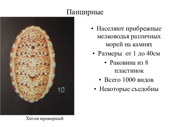 Панцирные Населяют прибрежные мелководья различных морей на камнях Размеры от