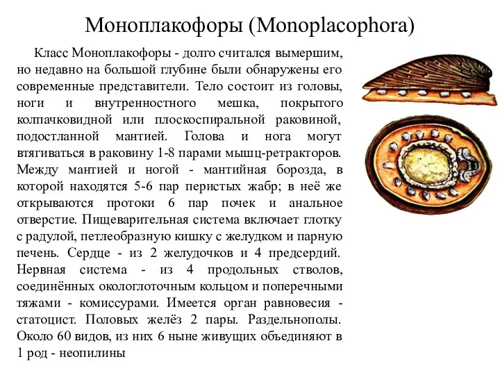 Моноплакофоры (Monoplacophora) Класс Моноплакофоры - долго считался вымершим, но недавно