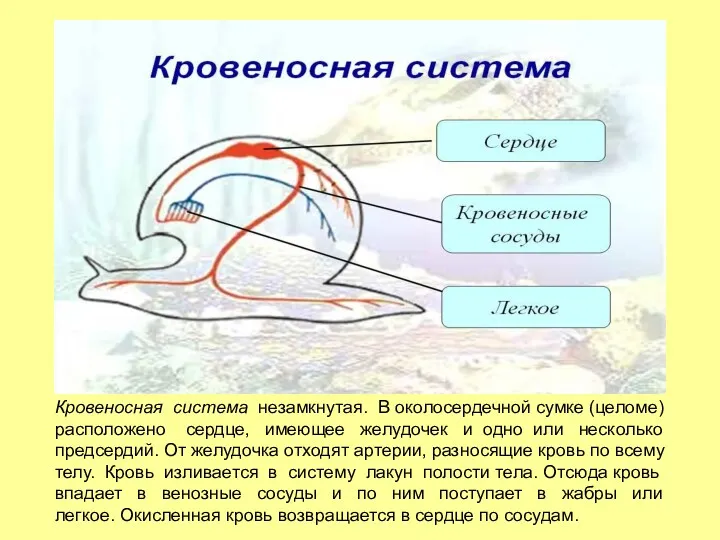 Кровеносная система незамкнутая. В околосердечной сумке (целоме) расположено сердце, имеющее