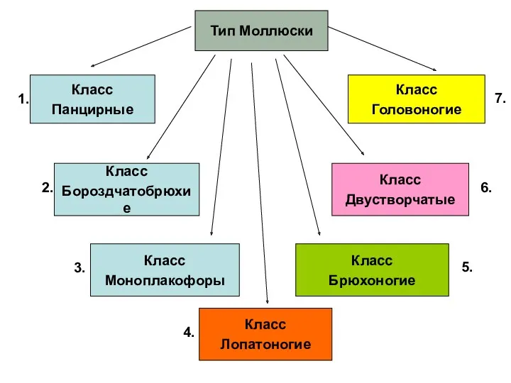 Тип Моллюски Класс Панцирные Класс Бороздчатобрюхие Класс Лопатоногие Класс Двустворчатые