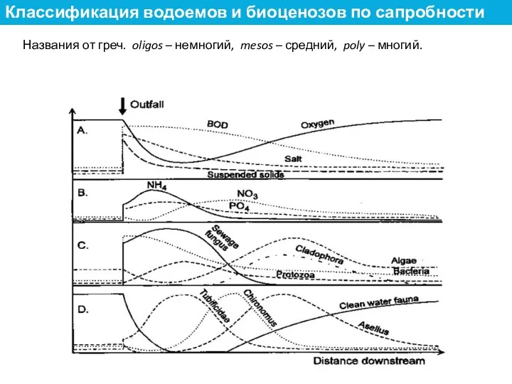 Названия от греч. oligos – немногий, mesos – средний, poly