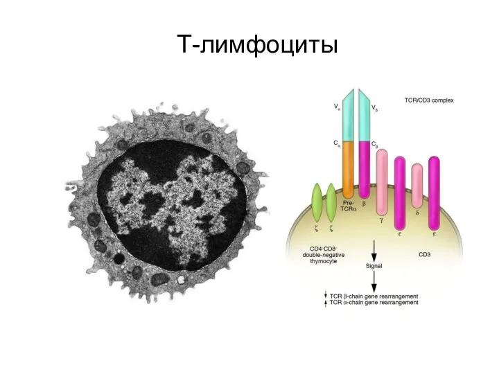 Т-лимфоциты