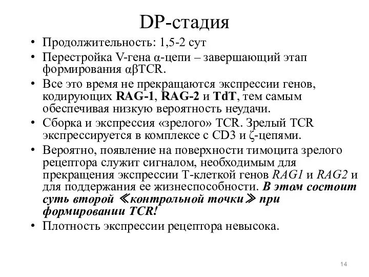 DP-стадия Продолжительность: 1,5-2 сут Перестройка V-гена α-цепи – завершающий этап