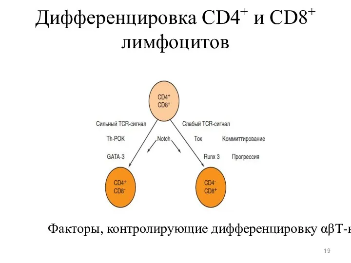 Дифференцировка CD4+ и CD8+ лимфоцитов Факторы, контролирующие дифференцировку αβТ-клеток