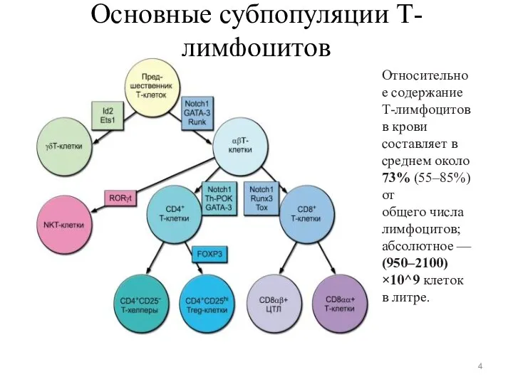 Основные субпопуляции Т-лимфоцитов Относительное содержание Т-лимфоцитов в крови составляет в