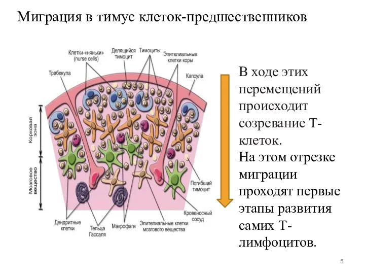 Миграция в тимус клеток-предшественников В ходе этих перемещений происходит созревание