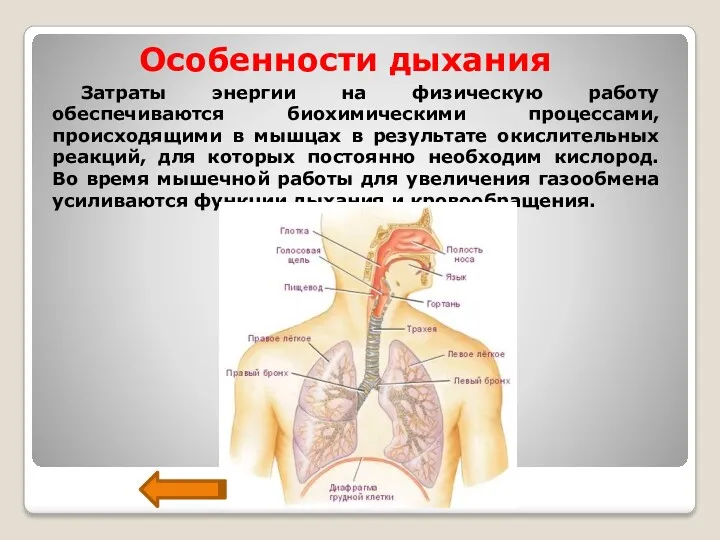 Особенности дыхания Затраты энергии на физическую работу обеспечиваются биохимическими процессами,