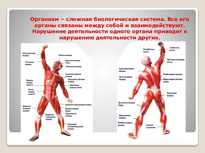 Организм – сложная биологическая система. Все его органы связаны между