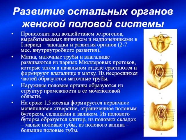 Развитие остальных органов женской половой системы Происходит под воздействием эстрогенов,