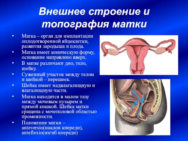 Внешнее строение и топография матки Матка – орган для имплантации