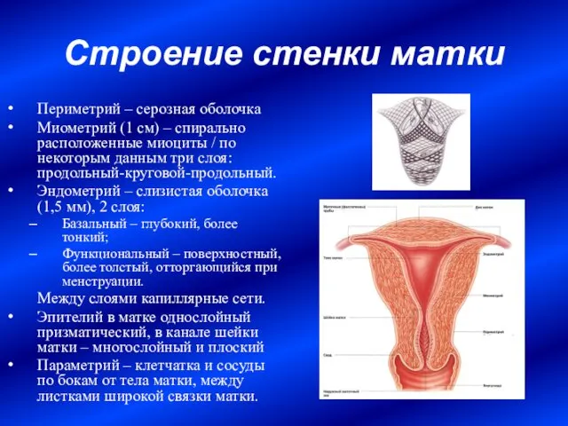 Строение стенки матки Периметрий – серозная оболочка Миометрий (1 см)