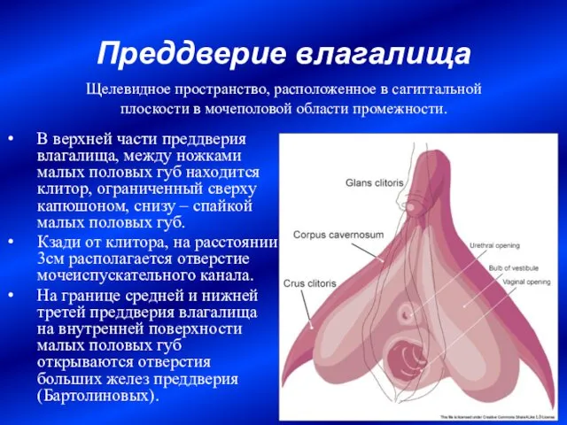 Преддверие влагалища В верхней части преддверия влагалища, между ножками малых