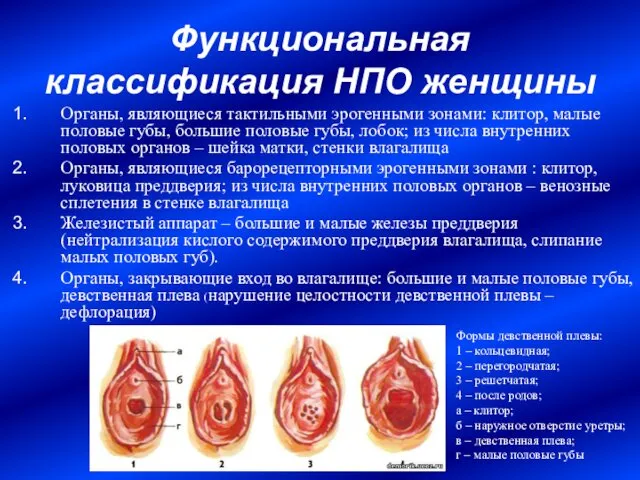 Функциональная классификация НПО женщины Органы, являющиеся тактильными эрогенными зонами: клитор,