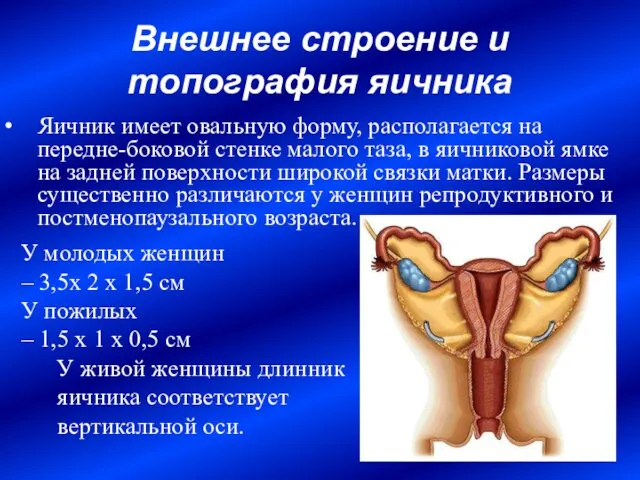 Внешнее строение и топография яичника Яичник имеет овальную форму, располагается