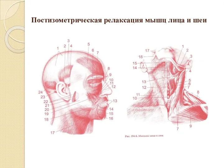Постизометрическая релаксация мышц лица и шеи