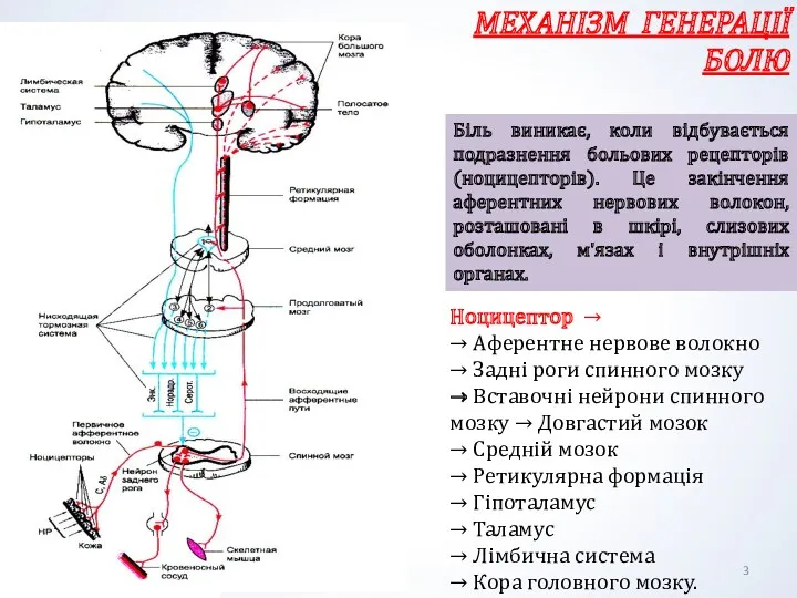 МЕХАНІЗМ ГЕНЕРАЦІЇ БОЛЮ Ноцицептор → → Аферентне нервове волокно →