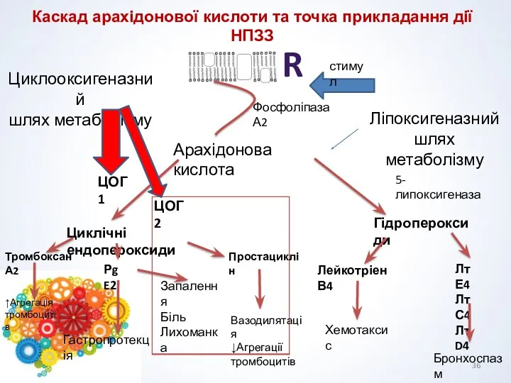 R стимул Фосфоліпаза А2 Арахідонова кислота ЦОГ1 Гідропероксиди 5-липоксигеназа Циклічні