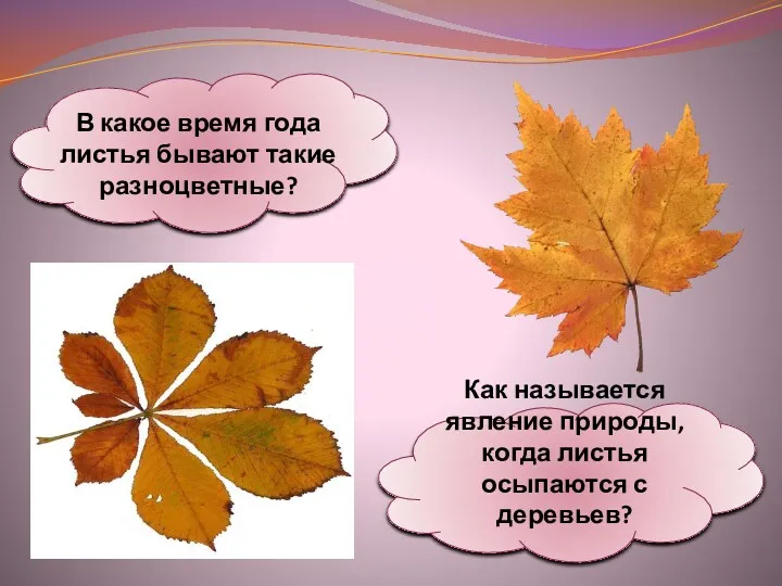 В какое время года листья бывают такие разноцветные? Как называется