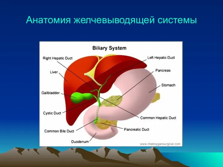 Анатомия желчевыводящей системы