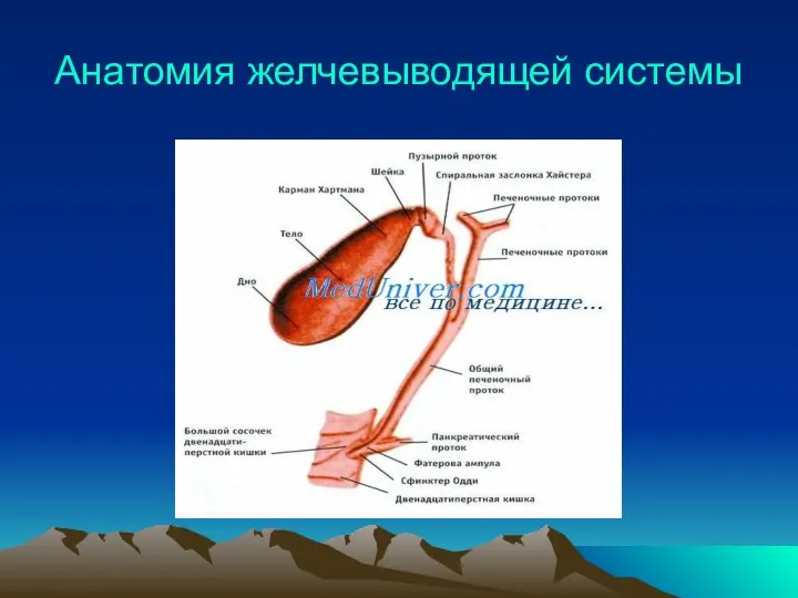 Анатомия желчевыводящей системы