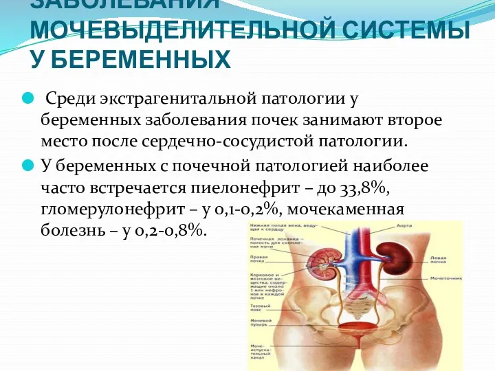 ЗАБОЛЕВАНИЯ МОЧЕВЫДЕЛИТЕЛЬНОЙ СИСТЕМЫ У БЕРЕМЕННЫХ Среди экстрагенитальной патологии у беременных