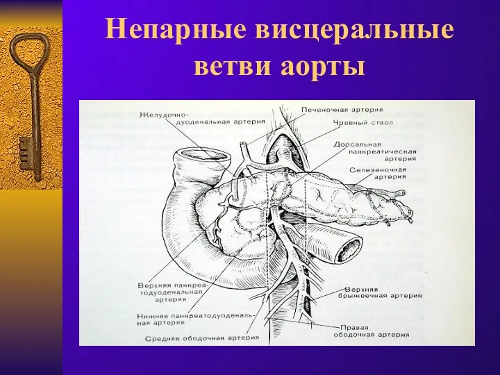 Непарные висцеральные ветви аорты