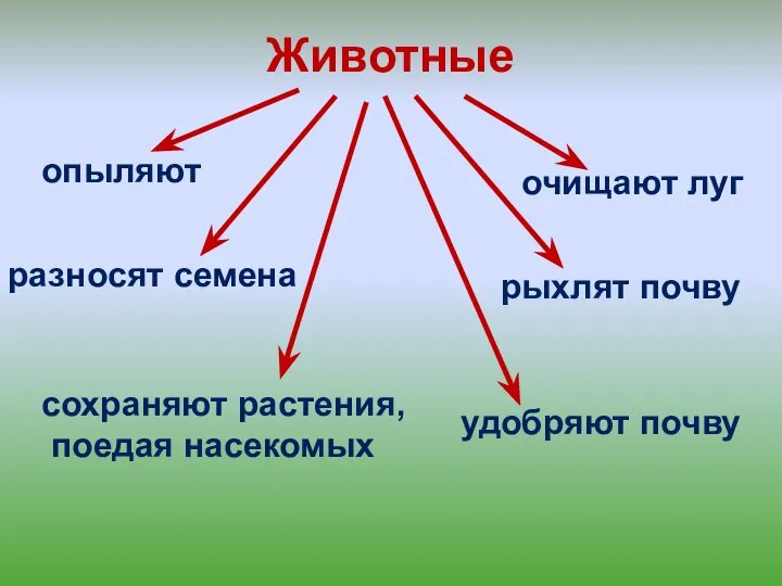 Животные опыляют разносят семена сохраняют растения, поедая насекомых очищают луг рыхлят почву удобряют почву