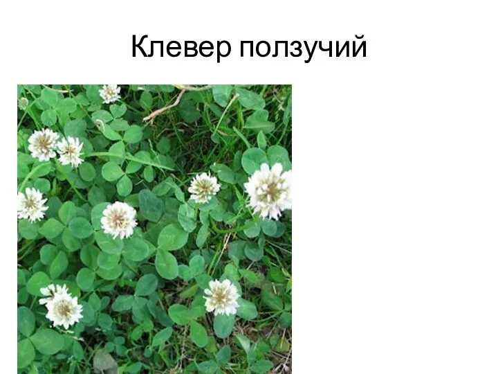 Клевер ползучий