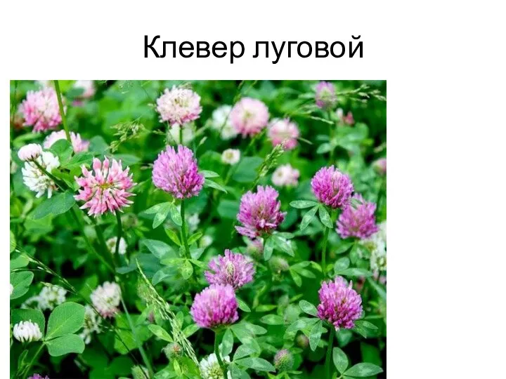 Клевер луговой