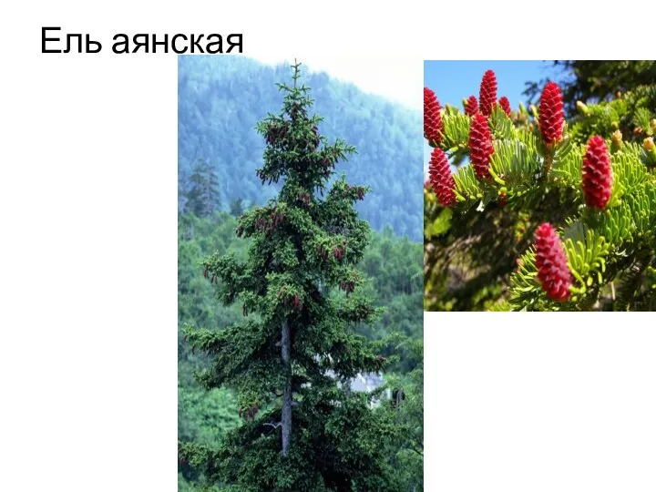 Ель аянская